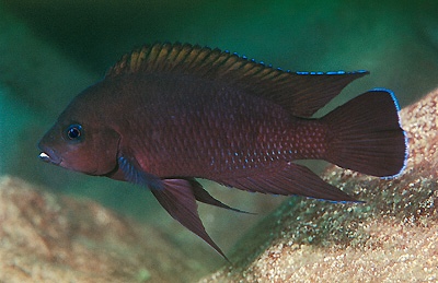 Variabilichromis moorii 'Kambwimba'